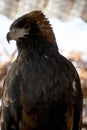 this is a close up of a black breasted buzzard Royalty Free Stock Photo