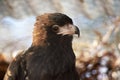 this is a close up of a black breasted buzzard Royalty Free Stock Photo