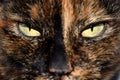 Close up of a black and brown cat face with light green eyes Royalty Free Stock Photo