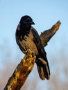 Close-up Black and brown crow on tree Royalty Free Stock Photo