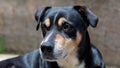 Close-up black and brown watchful dog Royalty Free Stock Photo