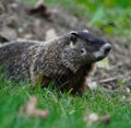 Close up of black and brown wild groundhog in forest Royalty Free Stock Photo