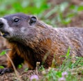 Close up of black and brown wild groundhog in forest Royalty Free Stock Photo