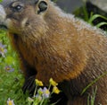 Close up of black and brown wild groundhog in forest Royalty Free Stock Photo