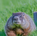 Close up of black and brown wild groundhog in forest Royalty Free Stock Photo