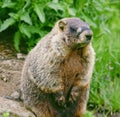 Close up of black and brown wild groundhog in forest Royalty Free Stock Photo