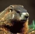 Close up of black and brown wild groundhog in forest Royalty Free Stock Photo