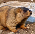 Close up of black and brown wild groundhog in forest Royalty Free Stock Photo