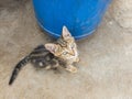 Close up on a black and brown young curious cat playing outside on concrete floor during the day