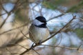 Close up of Black-capped Chickadee perched on conifer branch in forest Royalty Free Stock Photo