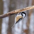 Close up of a Black-capped chickadee (Poecile atricapillus) hanging upside down Royalty Free Stock Photo
