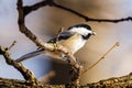 Close up of a Black-capped chickadee (Poecile atricapillus) perched on a branch Royalty Free Stock Photo