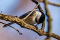 Close up of a Black-capped chickadee perched on a branch eating a black oiled sunflower Royalty Free Stock Photo