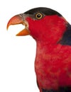 Close up of Black-capped Lory, Lorius lory, also known as Western Black-capped Lory or the Tricolored Lory