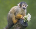 Close up of a Black-capped Squirrel Monkey with food Royalty Free Stock Photo