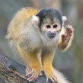 Close up of a Black-capped Squirrel Monkey Royalty Free Stock Photo