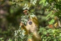 Close Up Of A Black-Capped Squirrel Monkey In A Tree Royalty Free Stock Photo