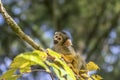 Close Up Of A Black-Capped Squirrel Monkey In A Tree Royalty Free Stock Photo