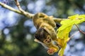 Close Up Of A Black-Capped Squirrel Monkey In A Tree Royalty Free Stock Photo