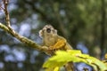 Close Up Of A Black-Capped Squirrel Monkey In A Tree Royalty Free Stock Photo