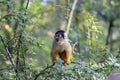 Close Up Of A Black-Capped Squirrel Monkey In A Tree Royalty Free Stock Photo