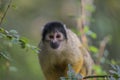 Close Up Of A Black-Capped Squirrel Monkey In A Tree Royalty Free Stock Photo