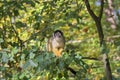 Close Up Of A Black-Capped Squirrel Monkey In A Tree Royalty Free Stock Photo