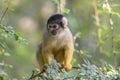 Close Up Of A Black-Capped Squirrel Monkey In A Tree Royalty Free Stock Photo