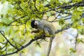 Close Up Of A Black-Capped Squirrel Monkey Royalty Free Stock Photo