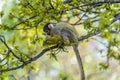 Close Up Of A Black-Capped Squirrel Monkey Royalty Free Stock Photo