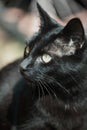 Close up of Black Cat Royalty Free Stock Photo