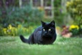 Close up of a black cat on the grass in the back yard Royalty Free Stock Photo