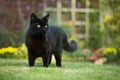 Close up of a black cat on the grass Royalty Free Stock Photo