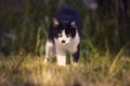 Close up of a black cat is on the grass in the garden Royalty Free Stock Photo