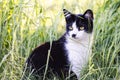 Close up of a black cat is on the grass in the garden Royalty Free Stock Photo