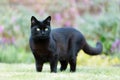 Close up of a black cat on the grass in the garden Royalty Free Stock Photo