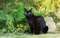 Close up of a black cat on the grass in the garden Royalty Free Stock Photo