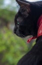 Close up of black cat with green eyes. Royalty Free Stock Photo