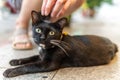 Close up of Black Cat with Green Yellow Eyes laying on ground - Being Pet Royalty Free Stock Photo