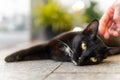 Close up of Black Cat with Green Yellow Eyes laying on ground - Being Pet Royalty Free Stock Photo