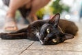 Close up of Black Cat with Green Yellow Eyes laying on ground Royalty Free Stock Photo