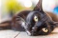 Close up of Black Cat with Green Yellow Eyes laying on ground Royalty Free Stock Photo