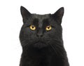 Close-up of a Black Cat Royalty Free Stock Photo