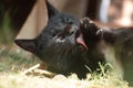 Close up of Black Cat licking Royalty Free Stock Photo