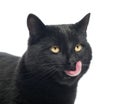 Close-up of a Black Cat licking Royalty Free Stock Photo
