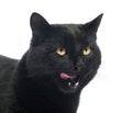 Close-up of a Black Cat licking Royalty Free Stock Photo