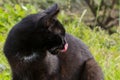 Close-up of a black cat licking its lips after eating on the green grass on a sunny summer day Royalty Free Stock Photo