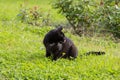 Close-up of a black cat licking its lips after eating on the green grass on a sunny summer day Royalty Free Stock Photo