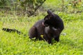 Close-up of a black cat licking its lips after eating on the green grass on a sunny summer day Royalty Free Stock Photo