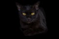 Close-up of black cat looking at the camera on black background, yellow eyes Royalty Free Stock Photo